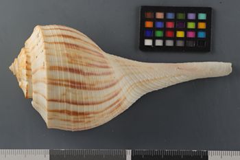 Media type: image;   Malacology 194175 Description: Image of dry shell, DOR view. Photographed for a researcher request.;  Aspect: DOR